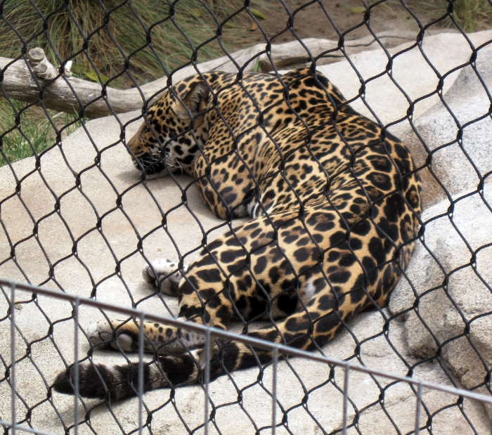 Beautiful Jaguar
